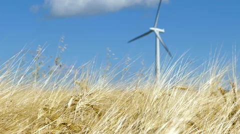 Single wind turbines behind crops Stock Footage