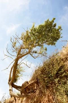 Single Windblown tree in a distorted twisted shape. The cause is eroded seasi Stock Photos