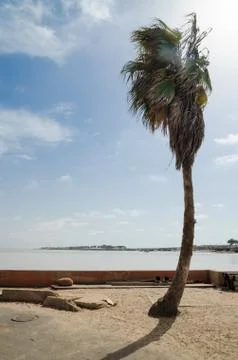Single windswept palm tree in front of low wall at the sea in St Louis, Senegal Stock Photos