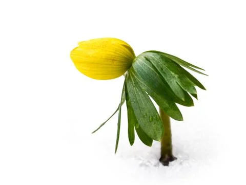 Single winter aconite flower Stock Photos
