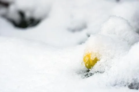 Single winter aconite peeping through snow Stock Photos