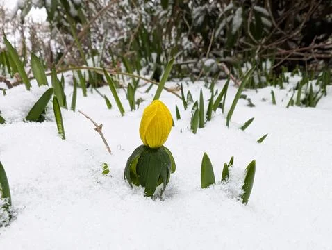 Single winter aconite peeping through snow Stock Photos