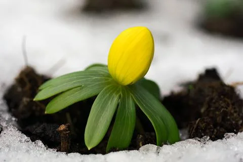 Single winter aconite Stock Photos