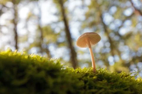 Single winter mushroom on an old trunk Fotos de archivo