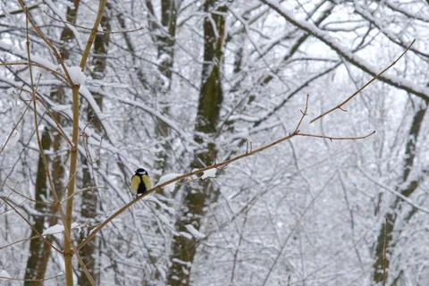 Single winter titmouse Stockfoto's