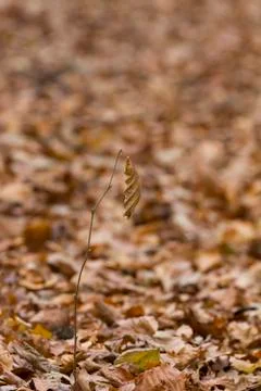 Single withered leaf on a stalk with floor of fallen leaves in background Foto stock
