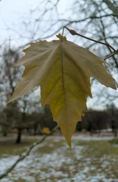 Single Withered London Plane Leaf on Branch with Light Snow in Oliwa Park Gdansk Stock Photos