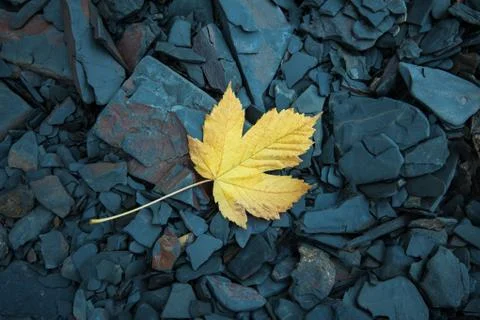 Single withered maple leaf on cold stones Stock Photos