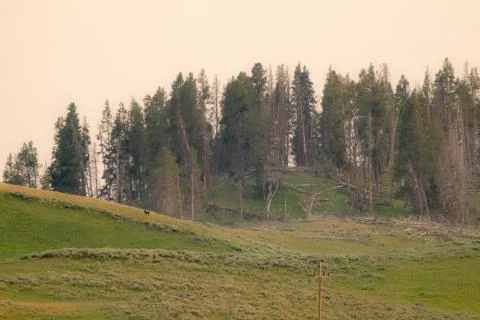 Single Wolf On Distant Hill In Hayden Valley Foto stock