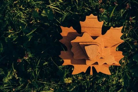 Single Wooden Maple Leaf on Grass Stock Photos