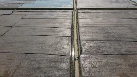 Single Worker Walking With Bicycle Along Narrow Dike Between Flooded Rice Stock Footage 340994021