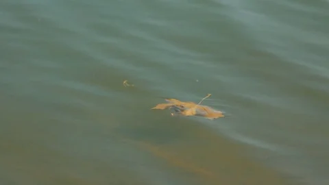 Single yeliow leaf over the water 動画素材 76054224