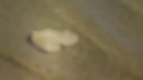 Single yeliow leaf over the water Video stock 76059225