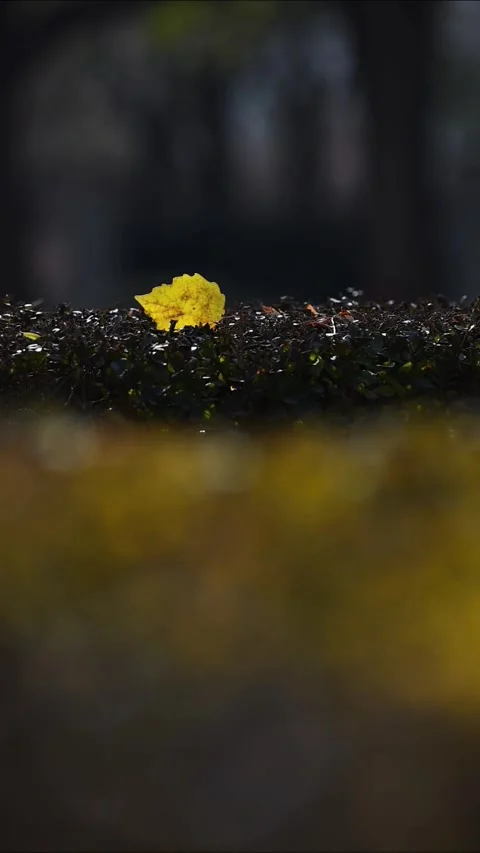 Single Yellow Autumn Leaf Fallen on Dark Green Hedge 動画素材 329199624