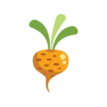 Single yellow beet growing with green leaves Stock Illustration