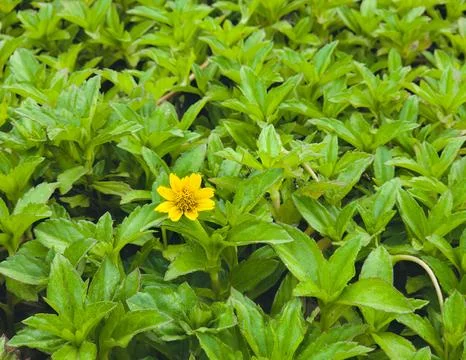 Single yellow bloom above leafy carpet. Stock Photos