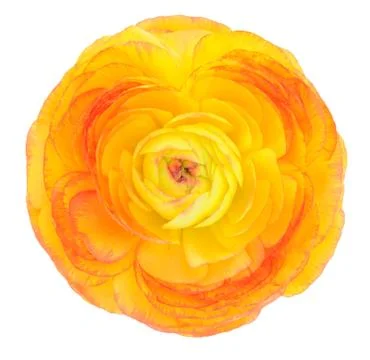 Single yellow buttercup Stock Photos