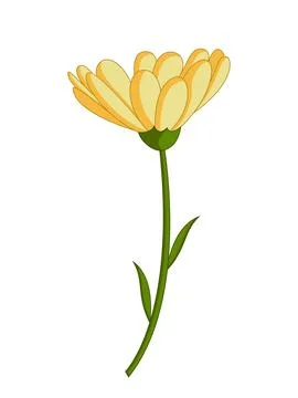 Single Yellow Chrysanthemum Bud Vector Illustration Stock Illustration