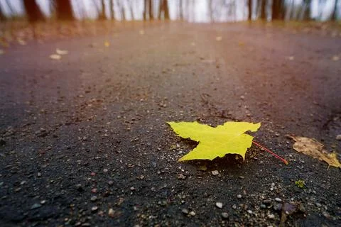 Single yellow colored falling maple leaf lies on dirty park road Stock Photos