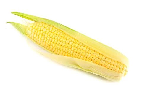 Single yellow corn on the cob Stock Photos