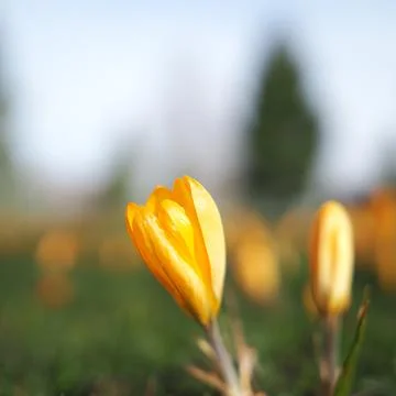 Single yellow crocus Stock Photos