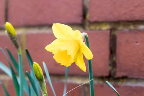 Single yellow daffodil with a brick background Stock Photos