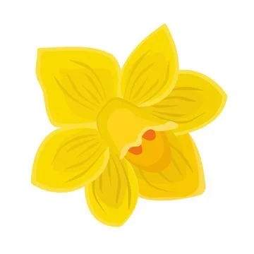 Single yellow daffodil closeup Stock Illustration