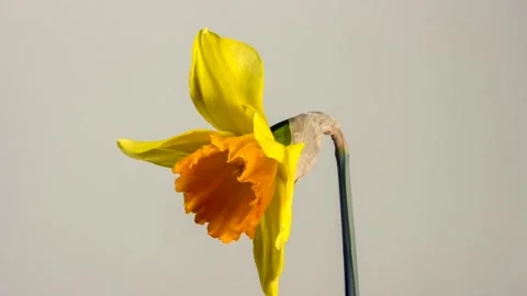 Single Yellow Daffodil Flower Close Up Video stock 332321638