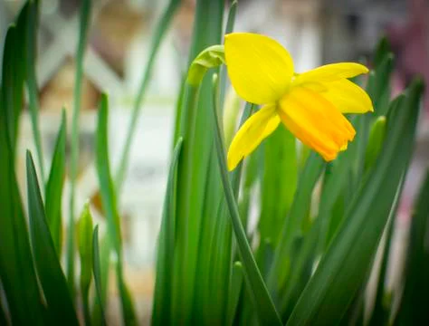 Single yellow daffodil Stock Photos
