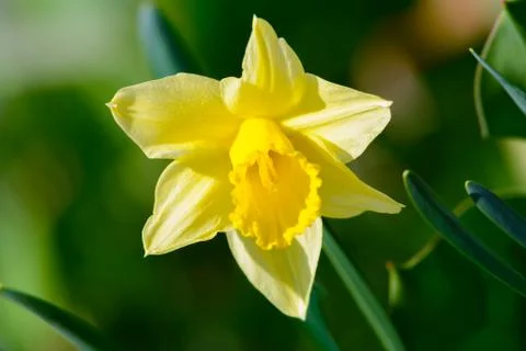 Single Yellow Daffodil Stock Photos