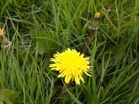 A single yellow daffodil in spring on the grass by itself in the day light .. Foto stock
