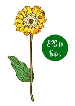 Single yellow daisy flower vector illustration, beautiful flower on long stem Stock Illustration