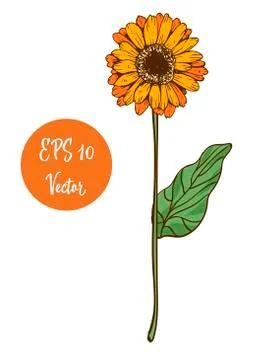 Single yellow daisy flower vector illustration, beautiful flower on long stem Stock Illustration