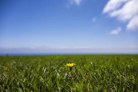 Single yellow dandelion blooming in a vast green meadow under a clear blue sky Fotos de archivo