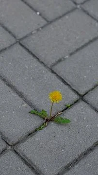 Single yellow dandelion growing through a narrow crack in grey stone pavement Фото