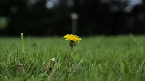 Single yellow dandelion in middle grass flower summer spring plant green Stock Footage 156198719