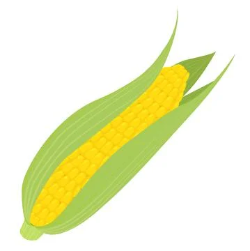 Single yellow ear of corn isolated on white Illustrazione stock