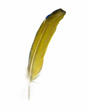 A single yellow feather of a parrot Stock Photos