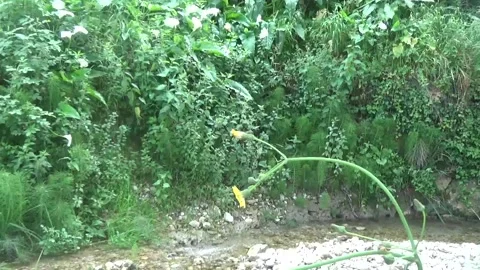 Single yellow flower against a background of a stream and green hill Stock Footage 307756409