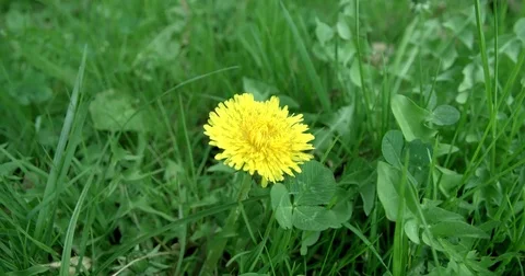 Single yellow flower and grass up close 動画素材 74691484