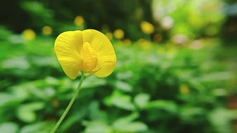 Single yellow flower on the field Stock Footage 274902561