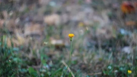 Single Yellow Flower In Focus With Soft Green Background Video stock 315358232