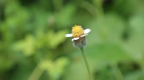 Single yellow flower Stockbeeldmateriaal 20166784