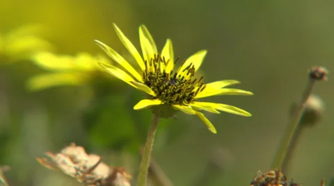 Single Yellow Flower Video stock 52976414