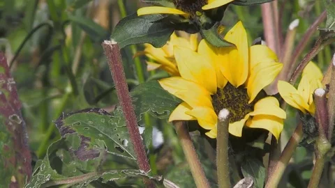 Single Yellow Flower Vidéo 69235788