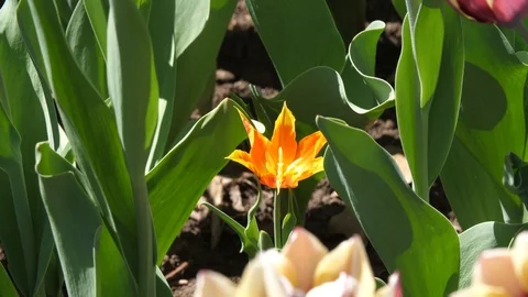 Single yellow flower Stock-Footage 91039399