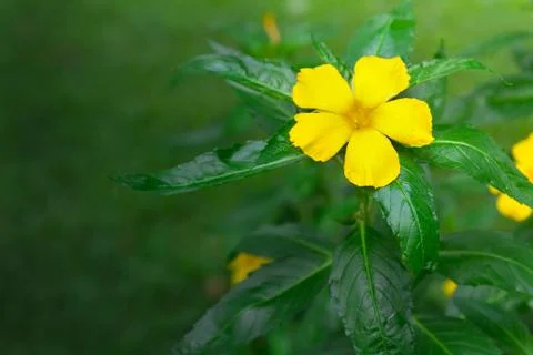 Single yellow flower on green background Stock Photos