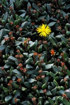 Single yellow flower Stock Photos