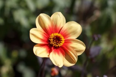 A single yellow flower Stock Photos