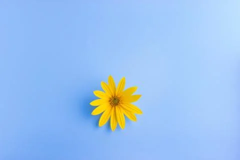 Single yellow flower Stock Photos